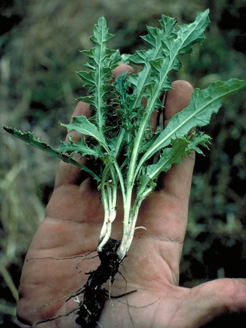 Carduus acanthoides_leaves and root_DFoley, CDFA_cropped