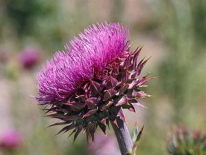 Carduus nutans_Musk Thistle_JM DiTomaso