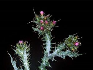 Carduus tenuiflorus_slenderflower thistle_JM DiTomaso_cropped
