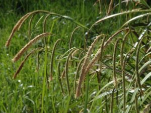 Carex pendula_Dean Wm. Taylor_ Ph.D