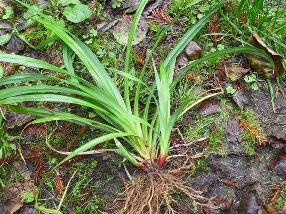 Carex pendula_leaves and roots_copyright_2015_NealKramer