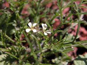 Cotula coronopifolia Profile – California Invasive Plant Council