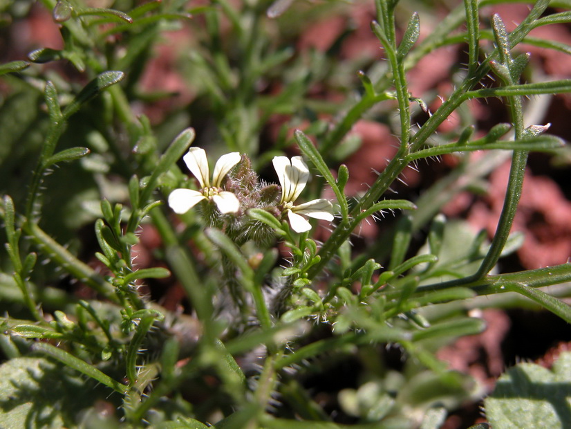 Carrichtera annua_Flora y Vegetacion Wikimedia