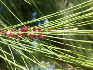 Casuarina equisetifolia_Zoya Akulova