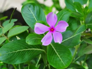 Catharanthus_roseus by Joy Deep