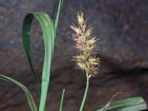 Cenchrus echinatus_C182-01