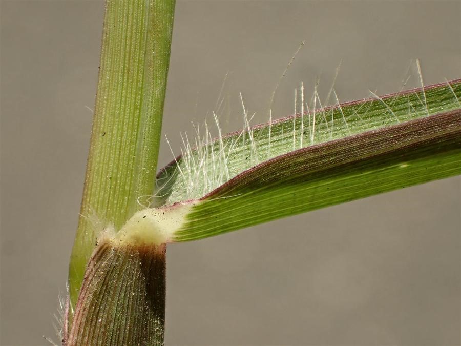 Cenchrus longispinus_leaf base and stem_RonVanderhoff