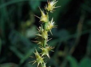 Cenchrus longispinus_longspine sandbur_JM DiTomaso