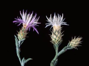 Centaurea diffusa_diffuse knapweed_flowerheads_JM DiTomaso