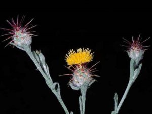 Centaurea melitensis_malta starthistle_JM DiTomaso