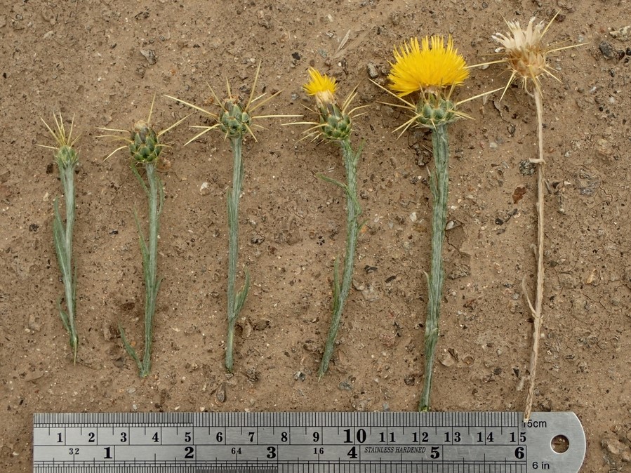 Centaurea-solstitialis_flower-head-development-stages_RonVanderhoff.jpeg