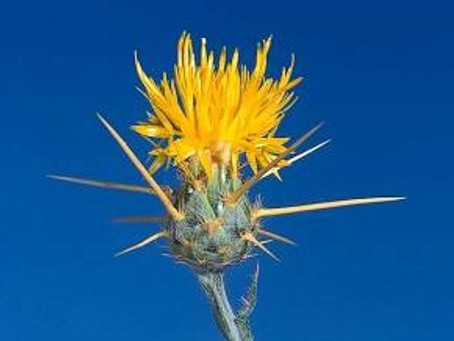 Centaurea solstitialis_yellow starthistle_flowerhead_JM DiTomaso