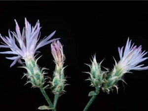 Centaurea virgata var. squarrosa_squarrose knapweed_JM DiTomaso_cropped