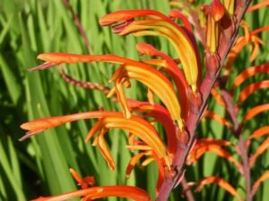 Chasmanthe floribunda Profile – California Invasive Plant Council