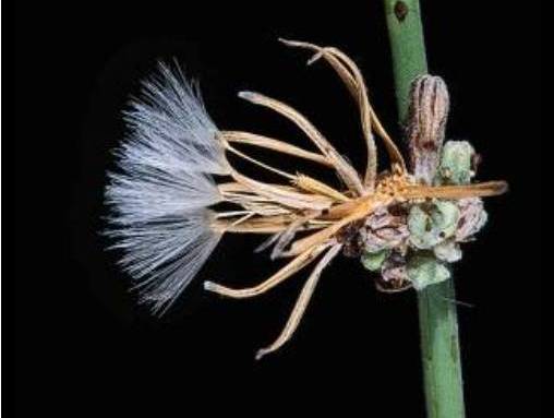 Chondrilla juncea_rush skeletonweed_JM DiTomaso