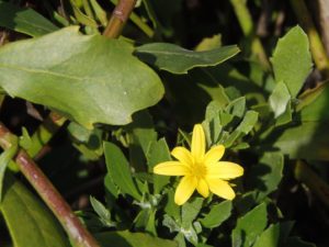 Chrysanthemoides monilifera ssp. monilifera by Ron Vanderhoff