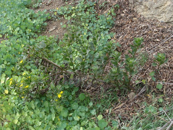 Chrysanthemoides monilifera ssp. monilifera_growth habit_RonVanderhoff