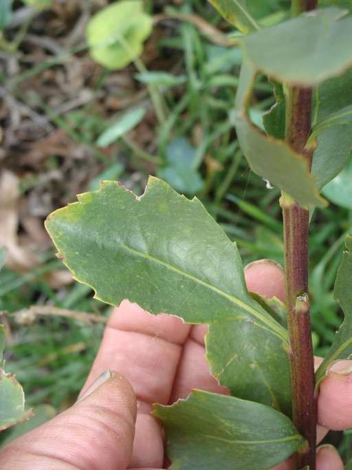 Chrysanthemoides monilifera ssp. monilifera_leaves and stem_RonVanderhoff