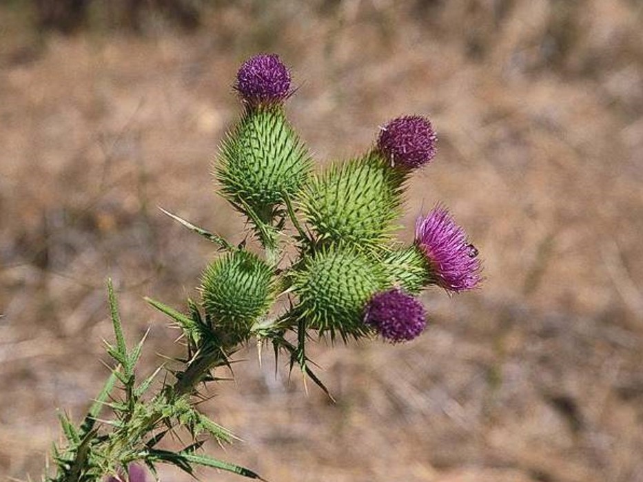 Cirsium vulgare_bull thistle_flowering stem_JM DiTomaso