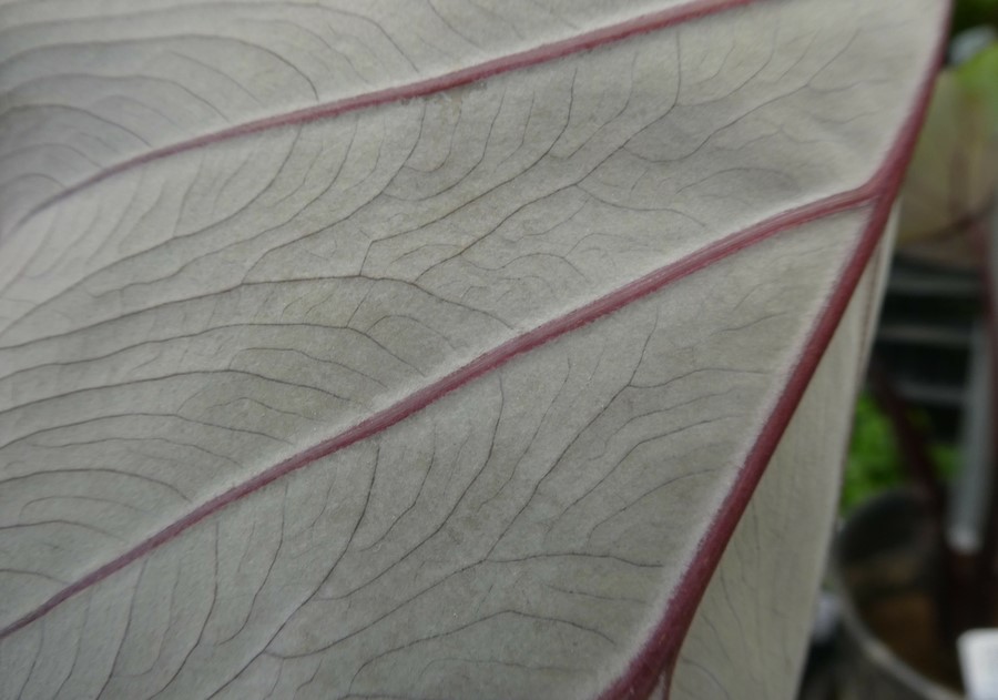 Colocasia esculenta_leaf venation_ZoyaAkulova