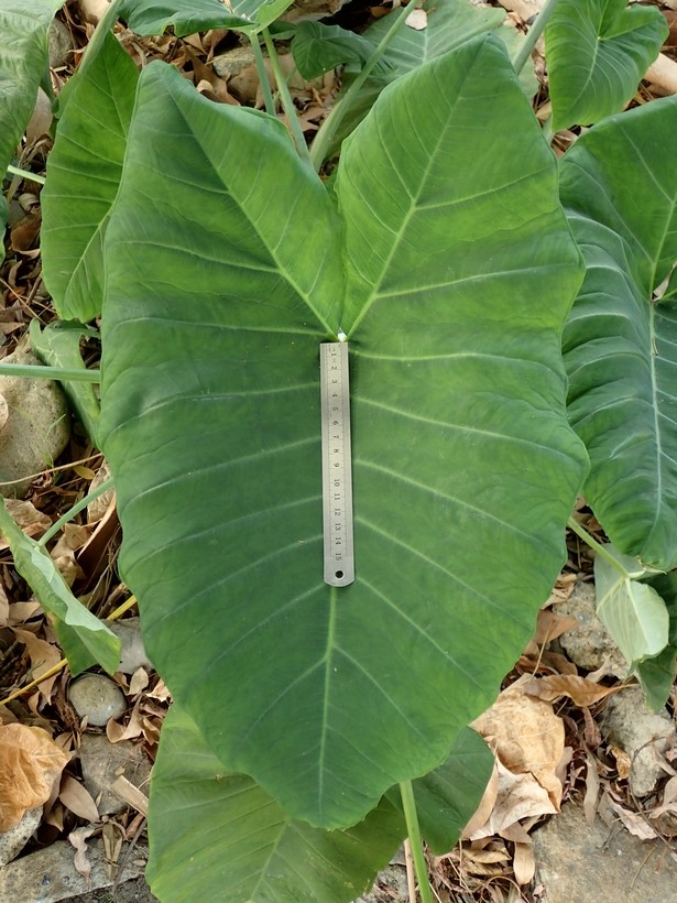 Colocasia esculenta_leaf_RonVanderhoff
