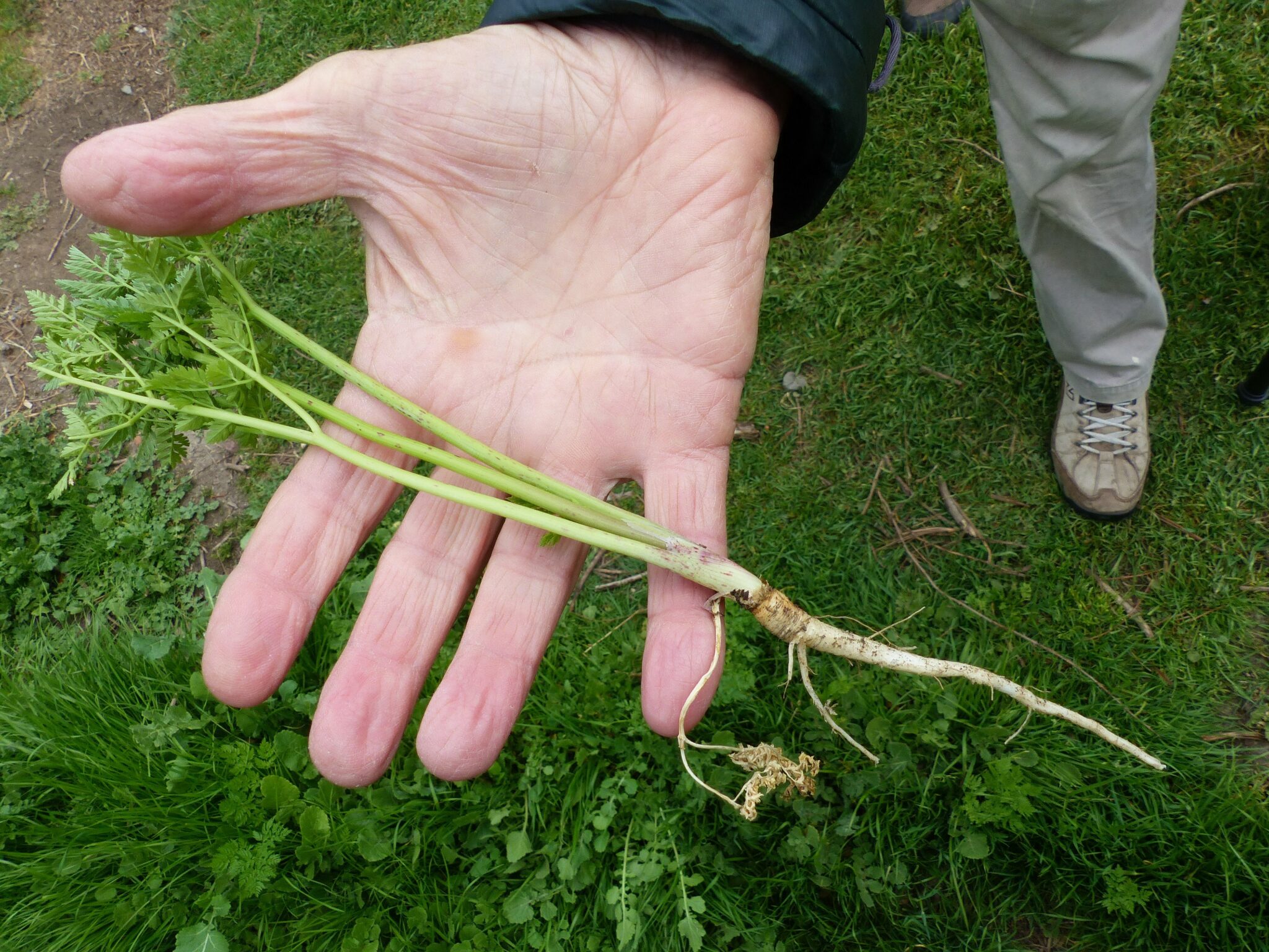 Conium maculatum Profile California Invasive Plant Council
