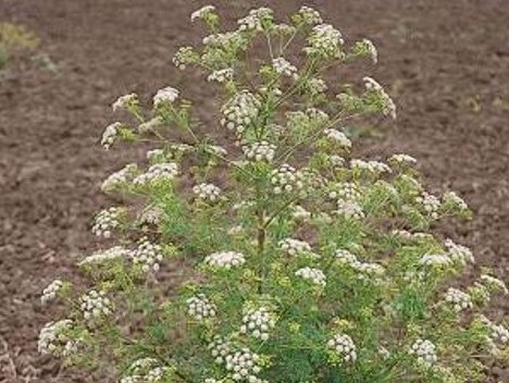 Conium maculatum_poison hemlock_plantb_JM DiTomaso