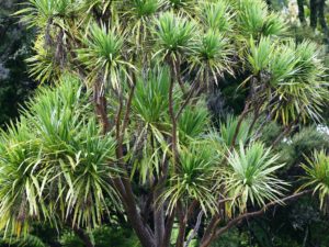 Cordyline australis by Tony Foster