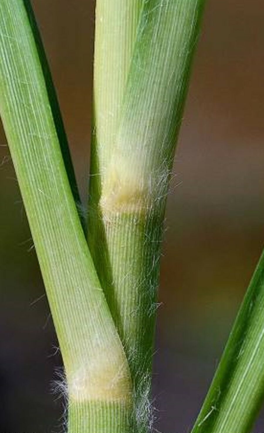 Cortaderia jubata Profile California Invasive Plant Council