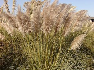 Cortaderia selloana Pampasgrass