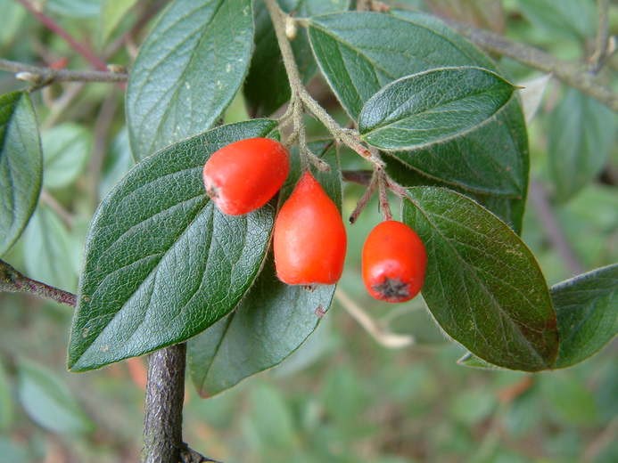 Cotoneaster franchetii_fruit, leaves, and stem_copyright2006_PeterZika