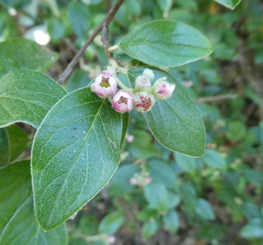 Cotoneaster franchetii_leaves and flowers (close-up)_ZoyaAkulova