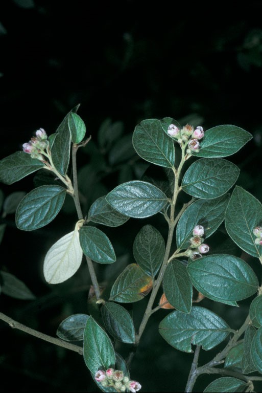 Cotoneaster franchetii_leaves, stem, and flowers_JoeDiTomaso
