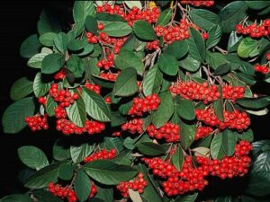 Cotoneaster_lacteus_milkflower cotoneaster_JM DiTomaso