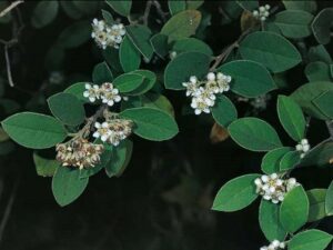 Cotoneaster_pannosus_silverleaf cotoneaster_JM DiTomaso