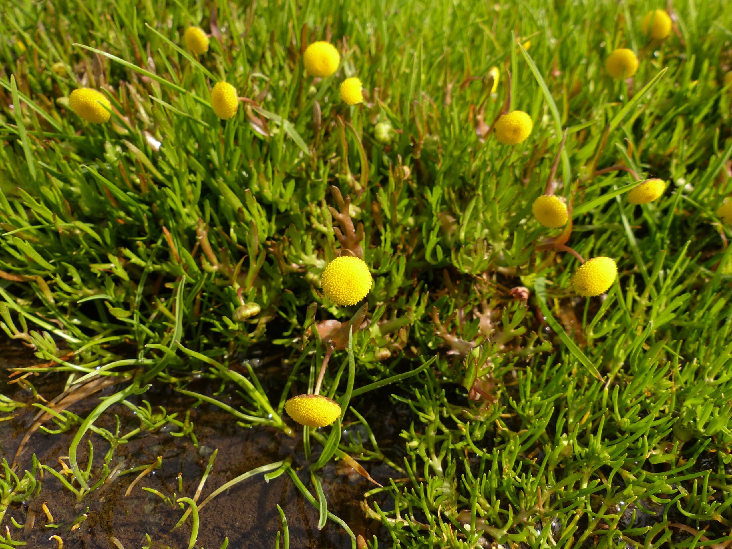 Cotula coronopifolia_brass buttons_ Jutta Burger_cropped