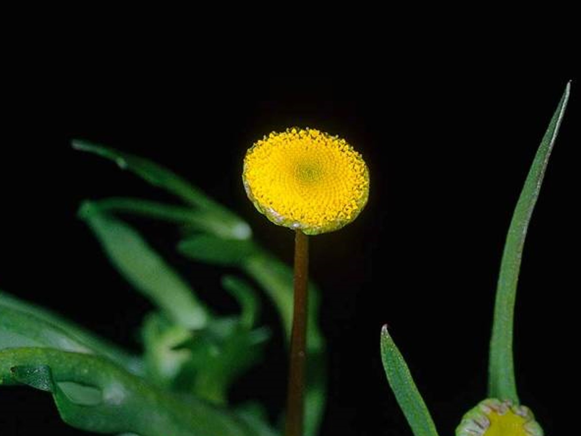 Cotula coronopifolia_flower_JM DiTomaso