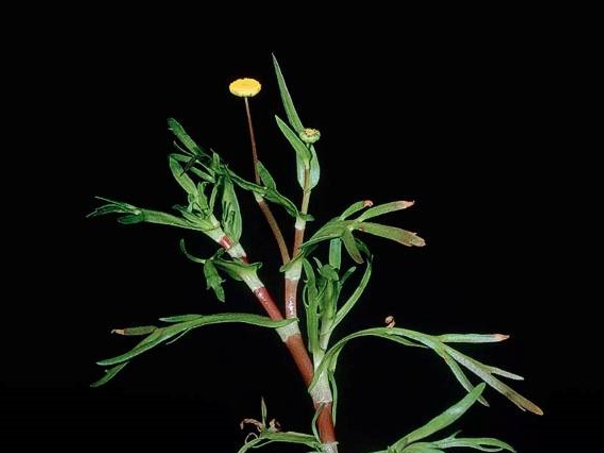 Cotula coronopifolia_stem flower_JM DiTomaso