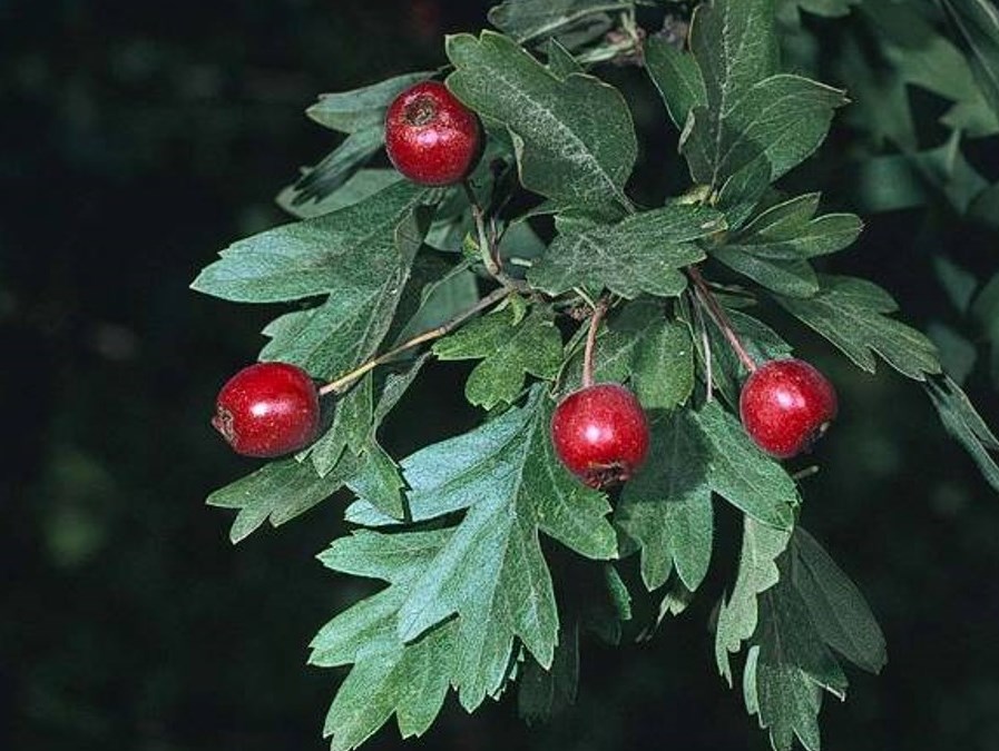 Crataegus monogyna_English hawthorn_JM DiTomaso