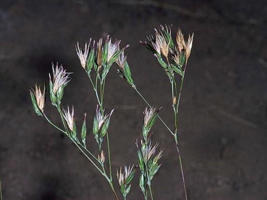 Crupina vulgaris_Common crupina_flowering stem_JM DiTomaso