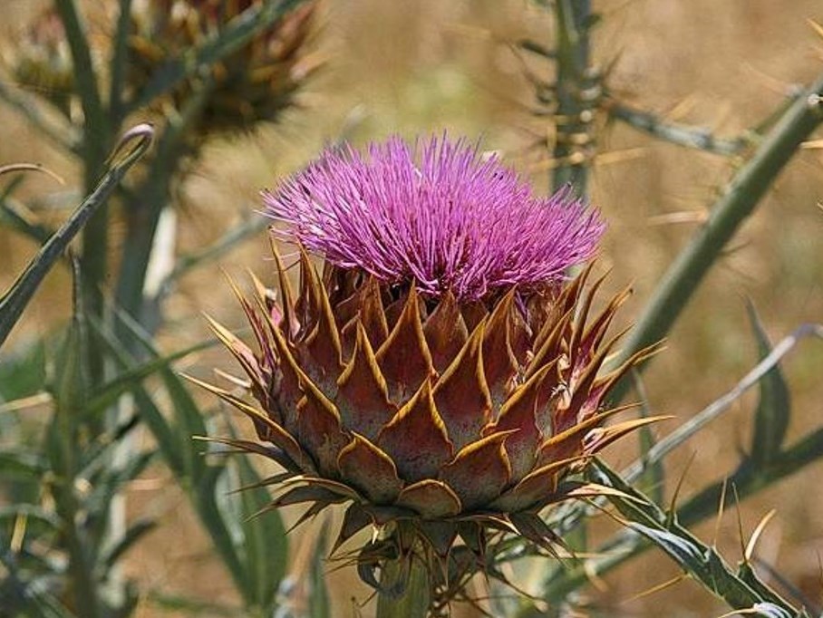 Cynara cardunculus_artichoke starthistle_JM DiTomaso