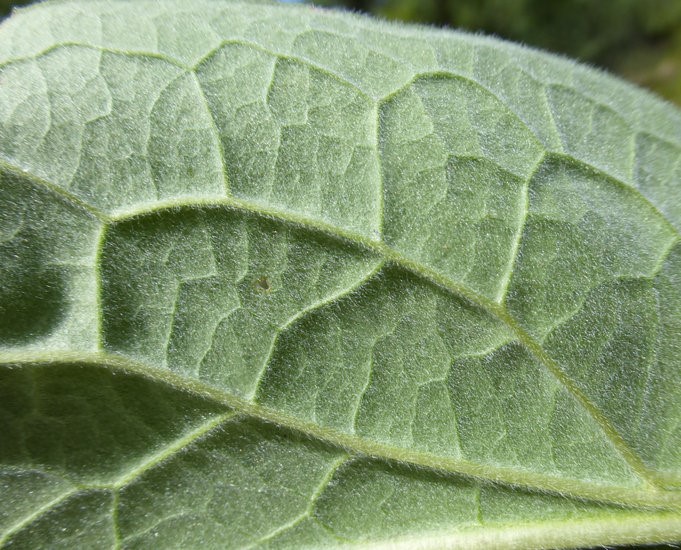 Cynoglossum officinale_leaf (underside)_ZoyaAkulova