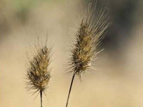 Cynosurus echinatus_hedgehog dogtail grass_ JM Di Tomaso