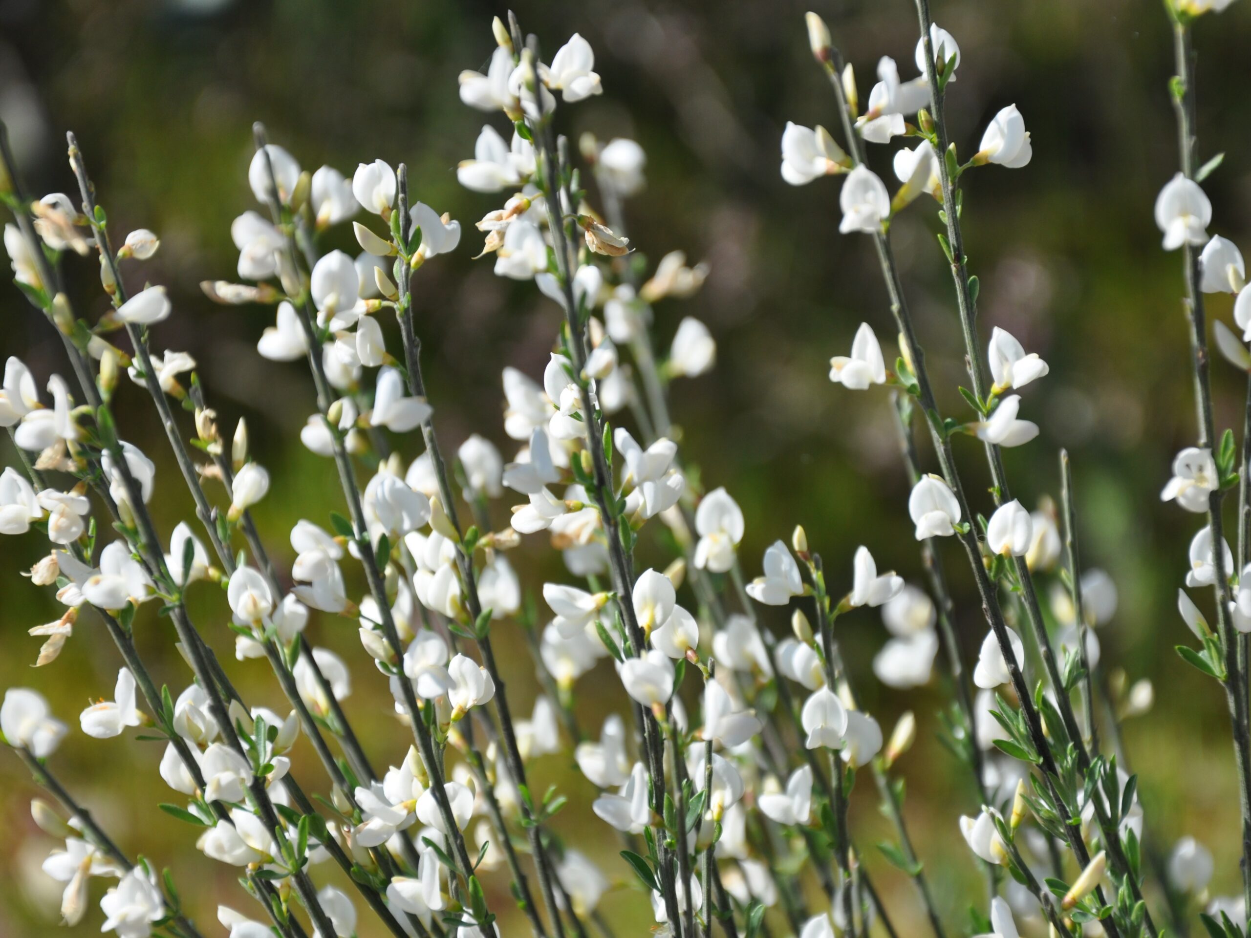 Cytisus multiflorus_white Spanish broom_Xemenendura Wikimedia_cropped