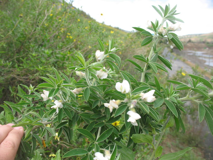 Cytisus proliferus_Justin M. Wood