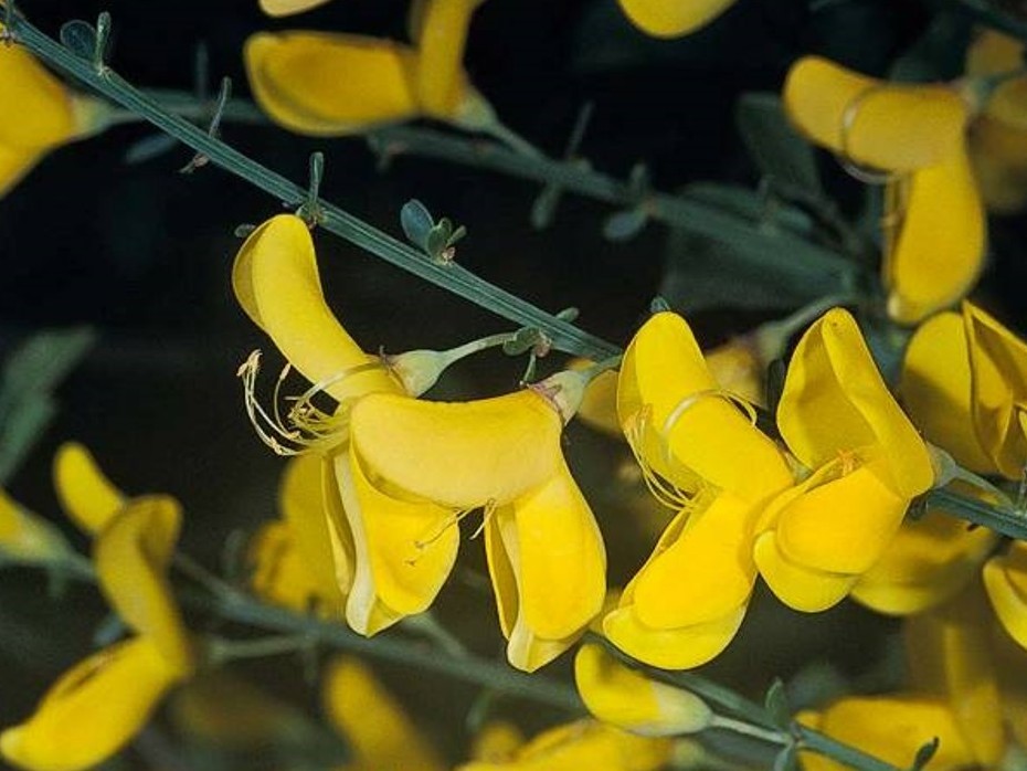 Cytisus scoparius_scotch broom_flowers_JM DiTomaso