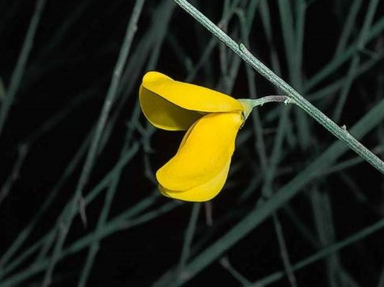 Cytisus striatus_Portuguese broom_JM DiTomaso