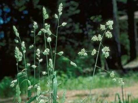 Dactylis glomerata_Orchardgrass_ JM Di Tomaso