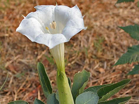 Datura inoxia_JM Garg Wikimedia