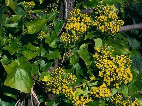 Delairea odorata Profile California Invasive Plant Council